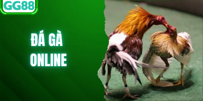 Tổng Hợp Các Tips Chơi Đá Gà Online Đẳng Cấp Nhất