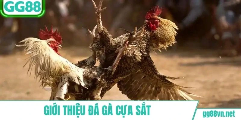 Giới thiệu sơ nét về đá gà cựa sắt